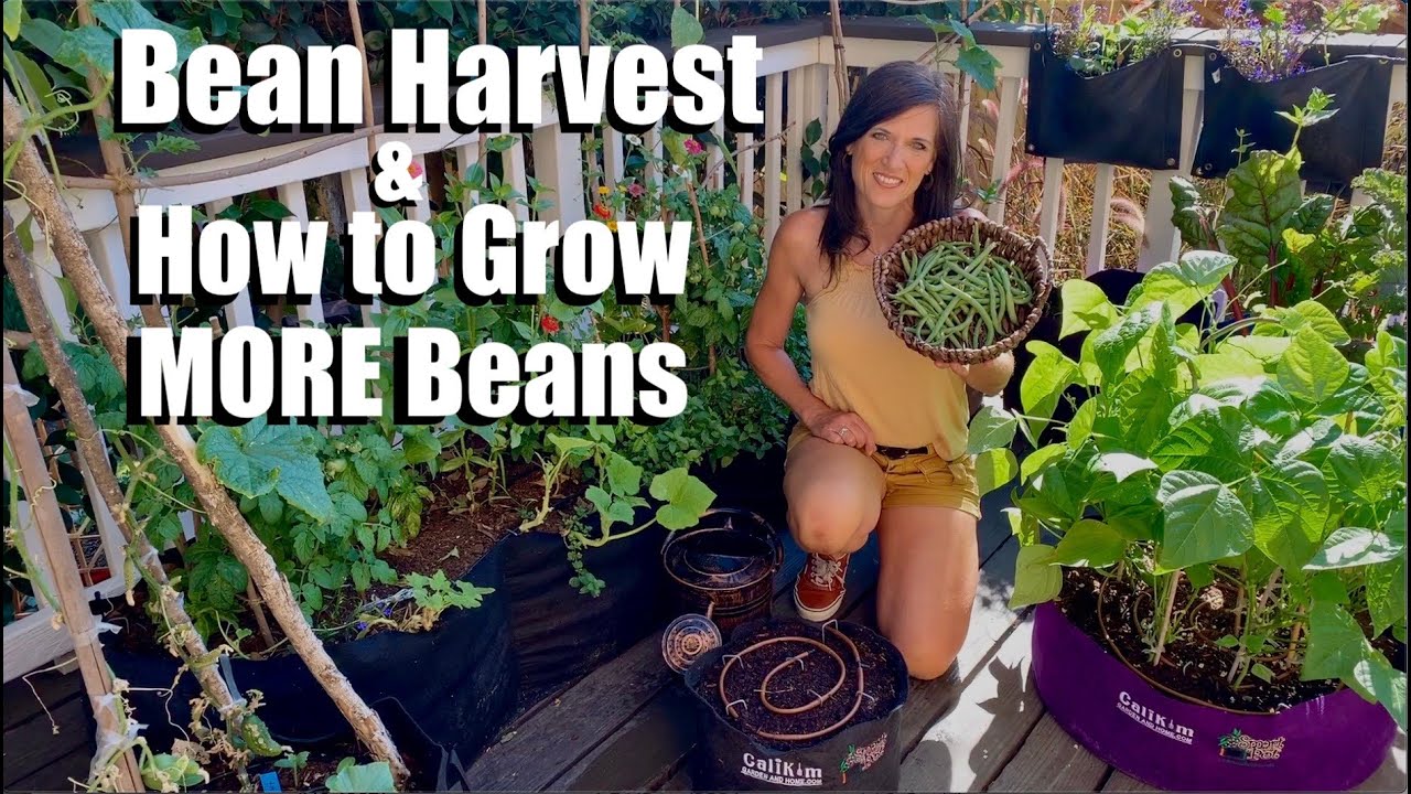 Harvesting Organic Beans from the Container Garden and How to Grow MORE Beans! 🌱👩🏻‍🌾