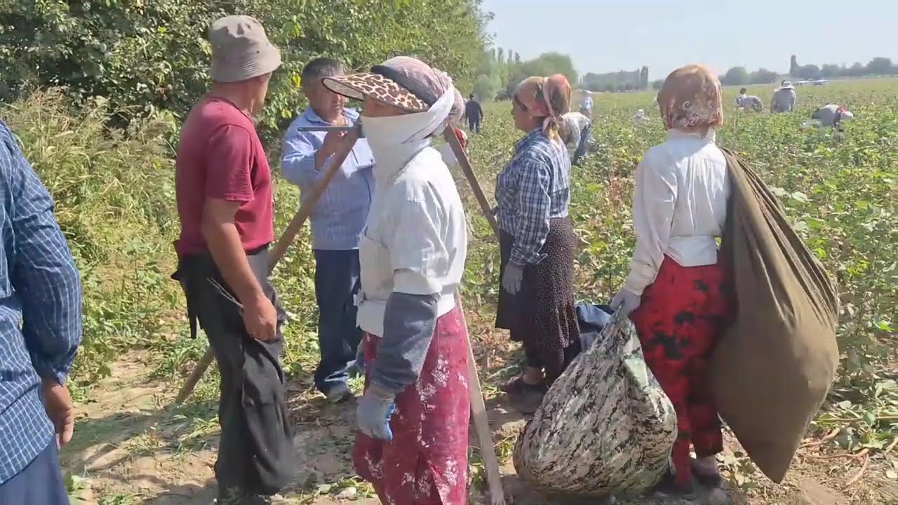 Мавсими чиниши пахта дар н. Ҷ. Расулов
