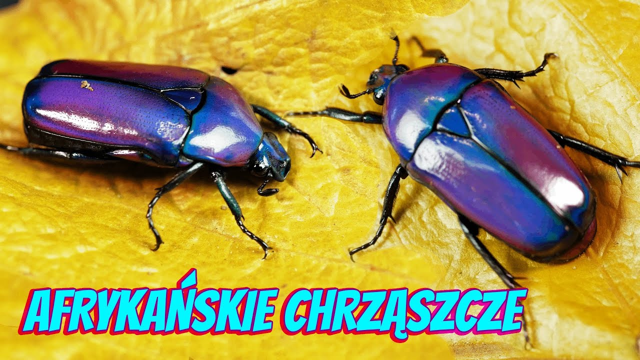 Paczka niespodzianka od Insektarium GAROD! FIOLETOWE chrząszcze!