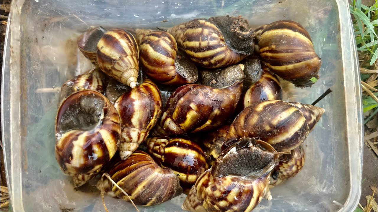 I found many strange snails looking for food in the forest behind my house.