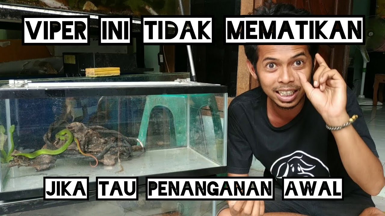 VIPER INI TIDAK MEMATIKAN | JIKA PAHAM PENANGANANNYA | VIPER ISN'T DEADLY IF KNOWING HOW TO HANDLE