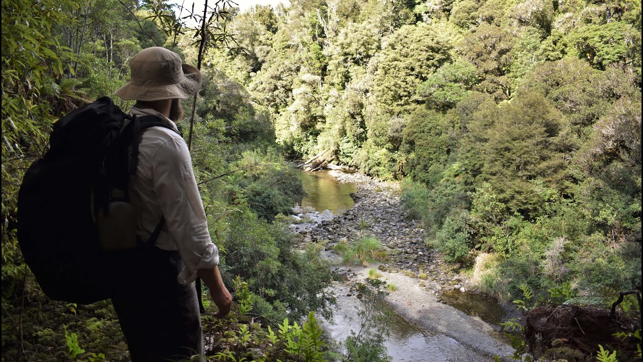 Tramping in Whirinaki Te Pua-a-Tāne: Moerangi Hut Overnight Trip