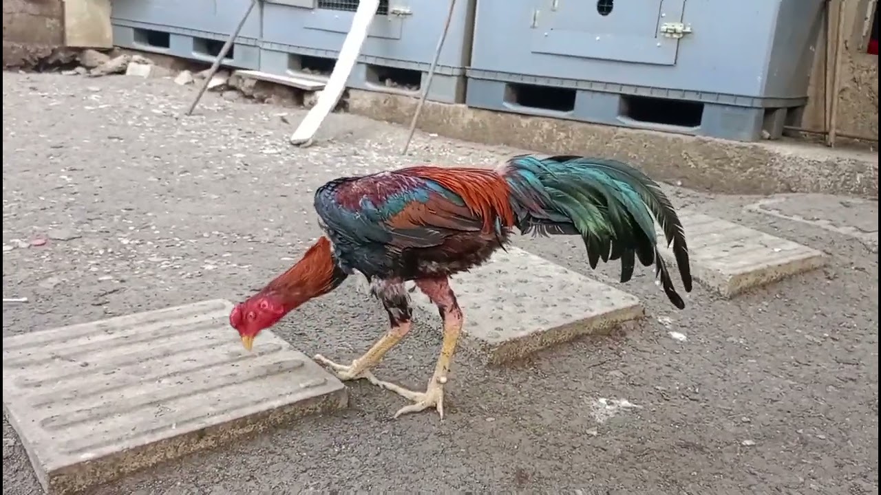 KALİTE Bİ BAŞKA OLUYOR. ( VİDEOYU AKSATMADAN DİNLEYİN. ) 