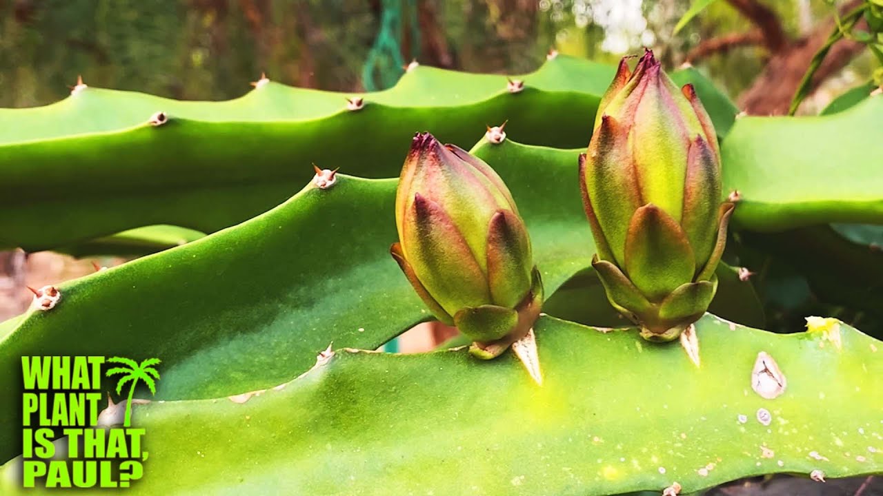 WHY AM I REMOVING MY DRAGON FRUIT FLOWER BUDS / Hana Dragon Fruit has too Many / Better Fruit Sets