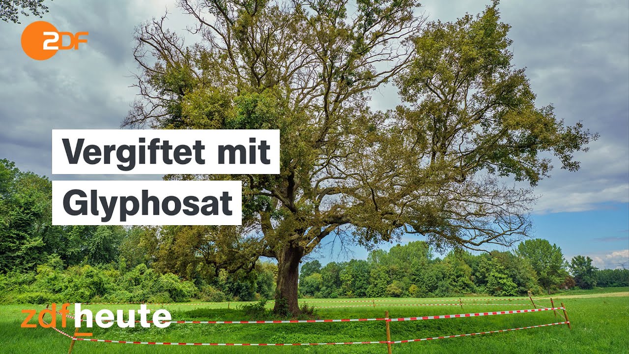 Umweltangriffe Deutschlandweit: Wie Bäume vergiftet werden | Länderspiegel