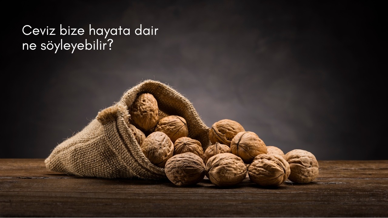 Ceviz bize hayata dair neler söyleyebilir?