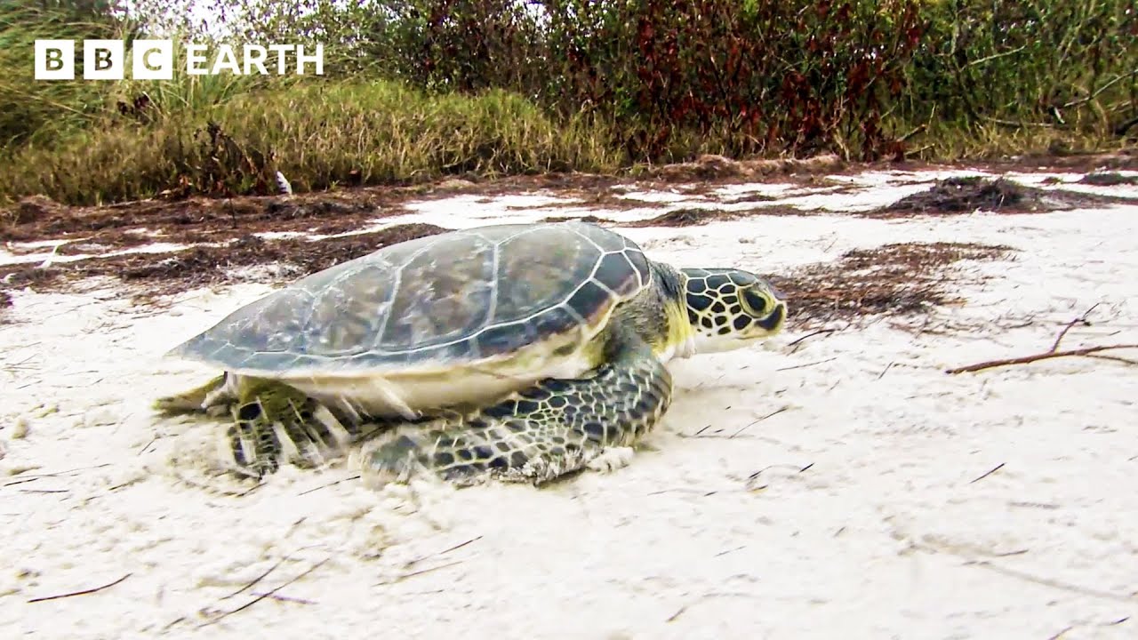 How Do Turtles Use The Earth's Magnetic Field For Navigation? | Earth Machine | BBC Earth Science