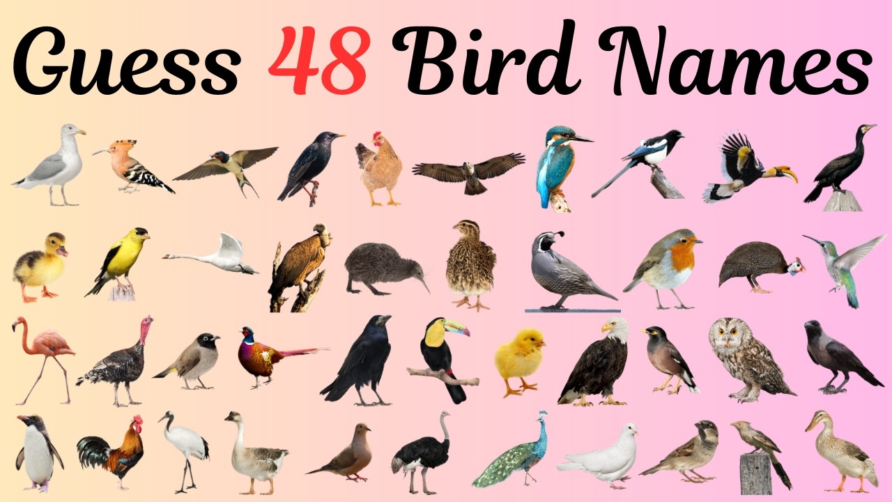 Guess 48 Birds Name with Pictures || Famous Birds @NearEducationOfficial