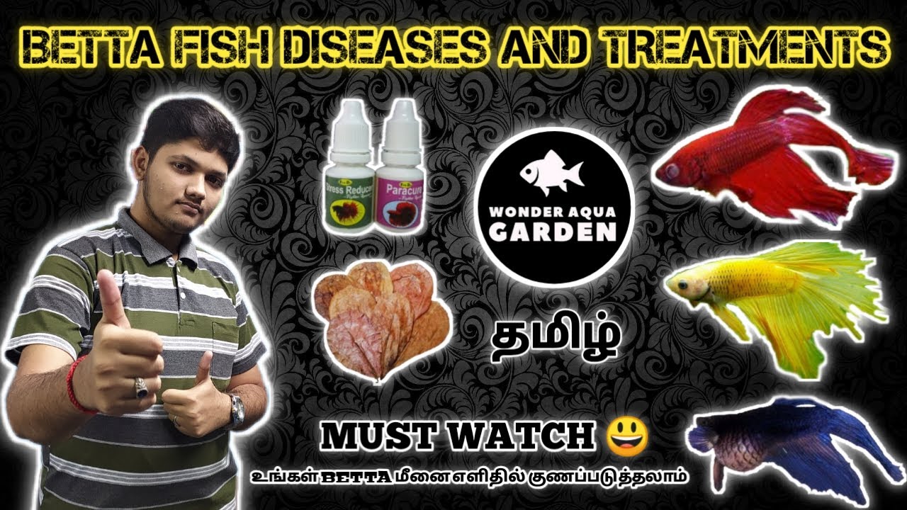 Easy and Simple Treatments to Cure your Sicked Betta fish in Tamil | தமிழ் | Wonder Aqua Garden
