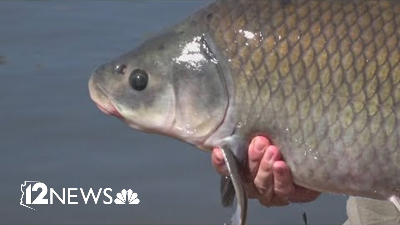 100-year-old fish living in Arizona lake could hold the secret to longevity | Buffalofish Research