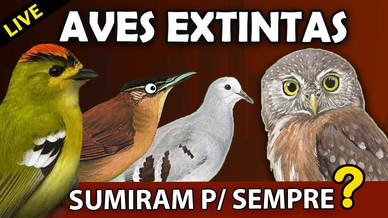 Aves brasileiras EXTINTAS, OU NÃO | AO VIVO Planeta Aves