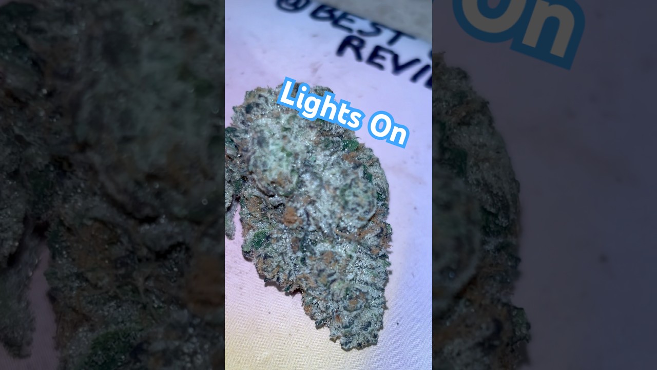 Preferred Gardens &ldquo;Lights On&rdquo; Strain 💡 #shorts #preferredgardens #420