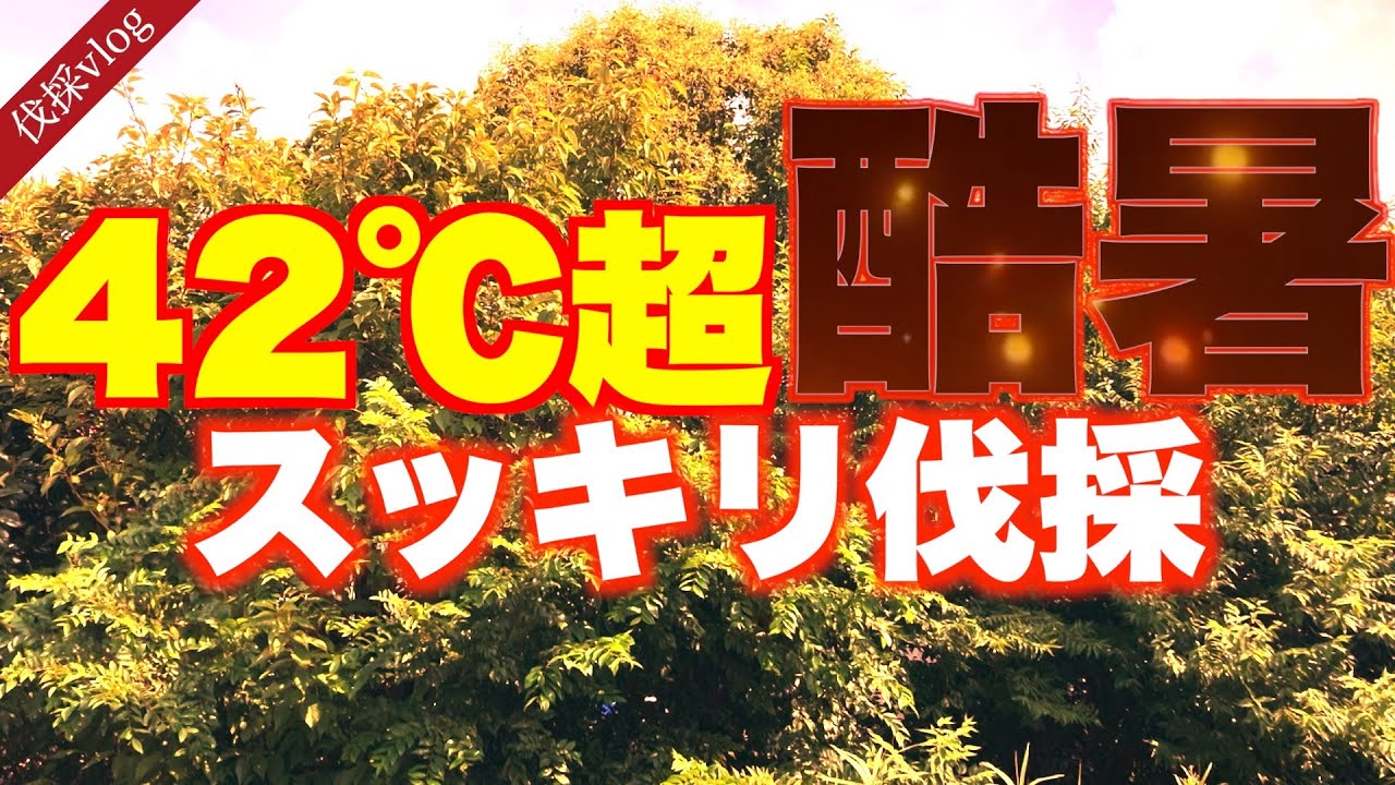 【伐採】伸び放題ジャングル状態、スッキリさせます。