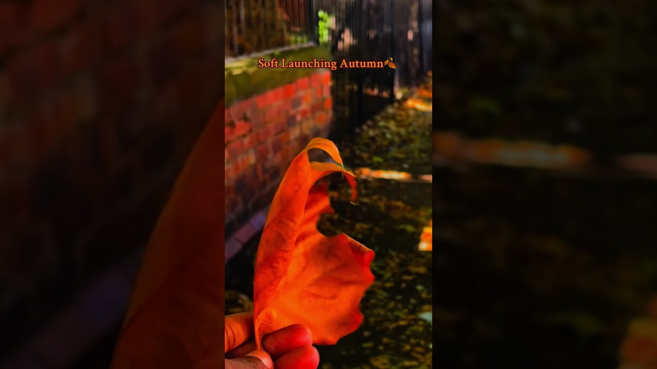 Soft launching autumn 🍂. #autumn #autumnfoliage #september #fallvibes #seasons #vlog #minivlog