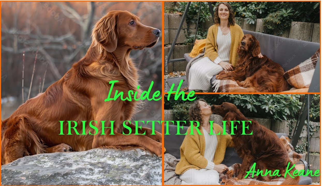 🔥 Life with an Irish Setter 🇮🇪 | Chaos, Joy & Daily Lessons from a Red Rocket Dog! 🐶🎙️ #DogLovers