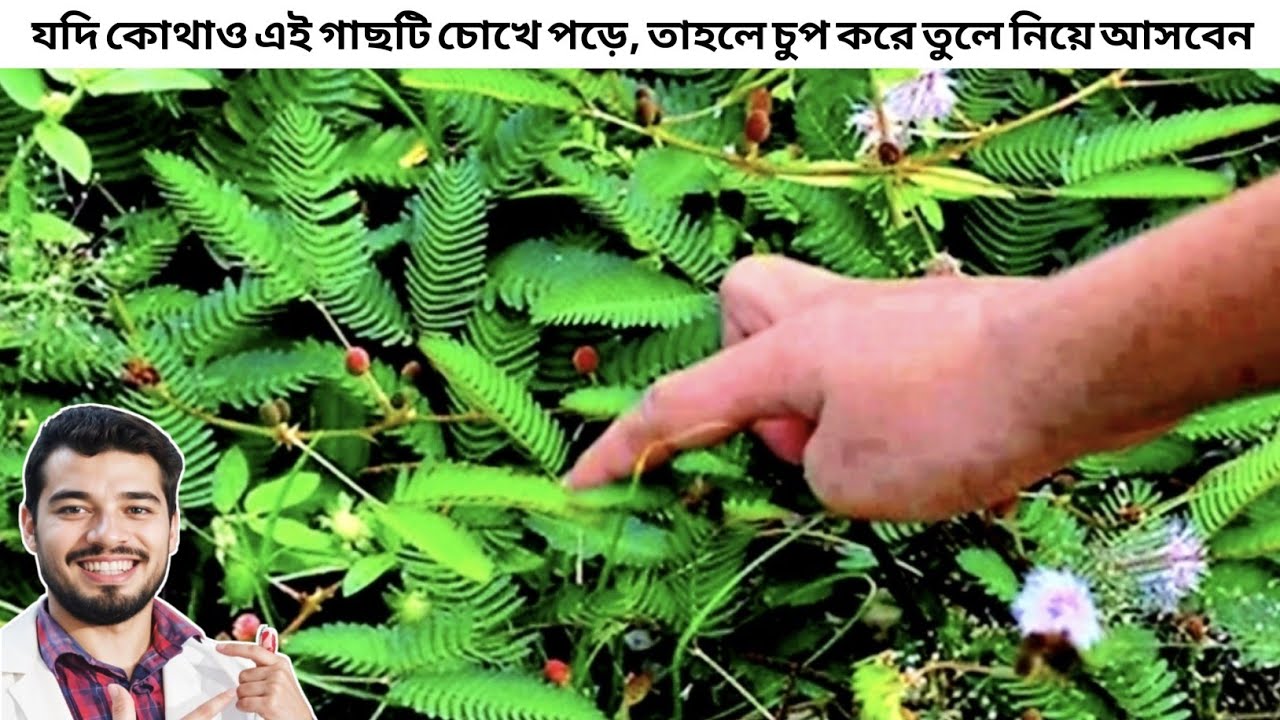 যদি কোথাও এই গাছটি চোখে পড়ে তাহলে চুপ করে তুলে নিয়ে আসবেন | 10 Health Benefits of Mimosa Pudica