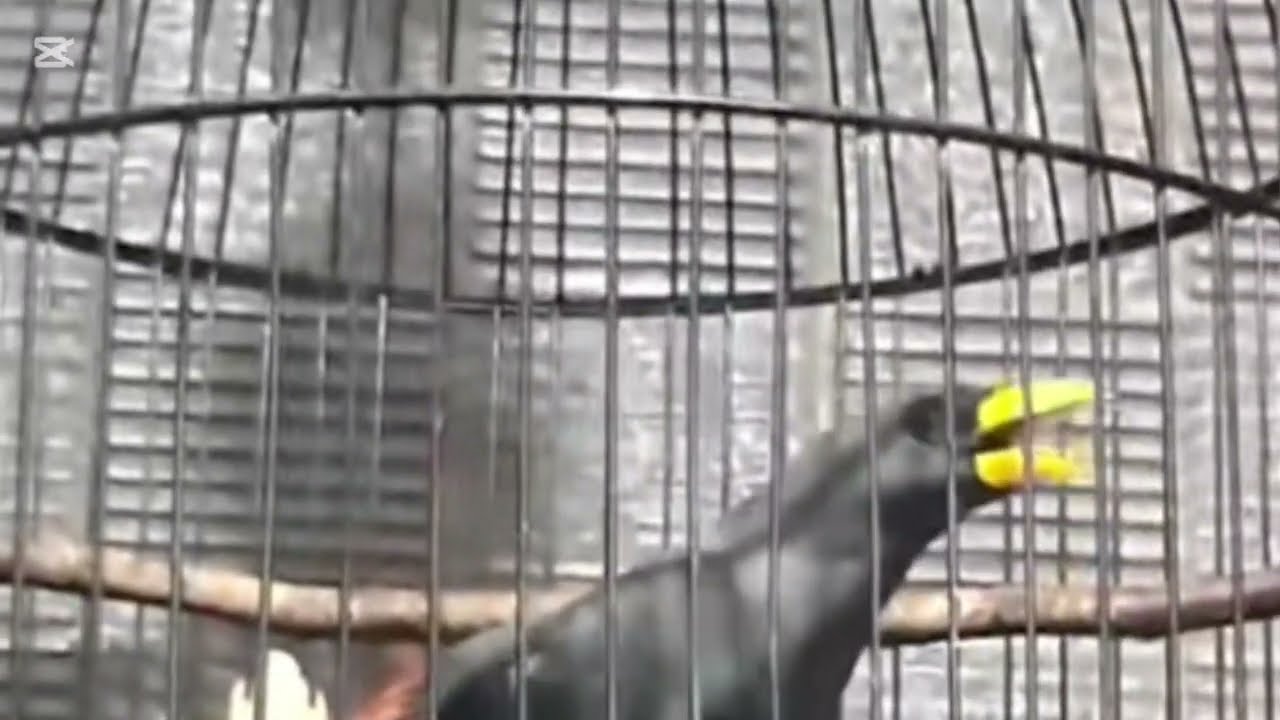 Jalak rio rio Konslet Durasi Istimewa 30 Oktober 2025