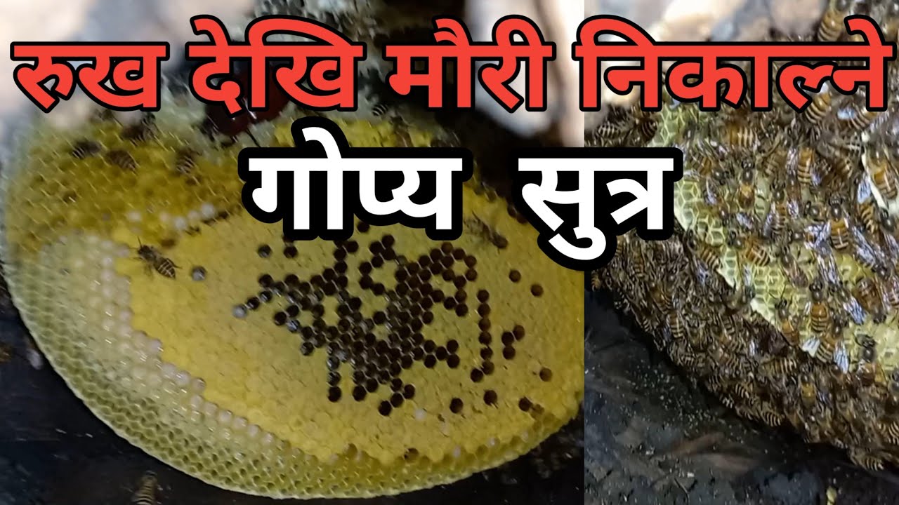 रुखको टोड्का देखि मौरी निकाल्ने  गोप्य  तरिका।6 April 2025