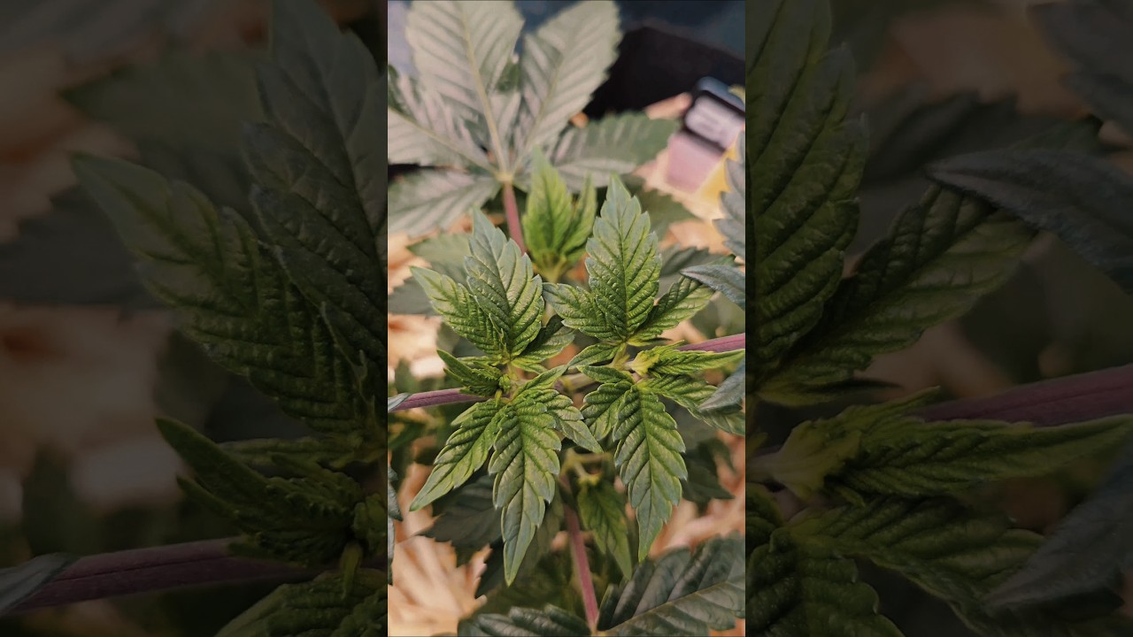 Neuer Run in LivingSoil und Neue Genetik @CoupleofPlants  @CrazybudShop