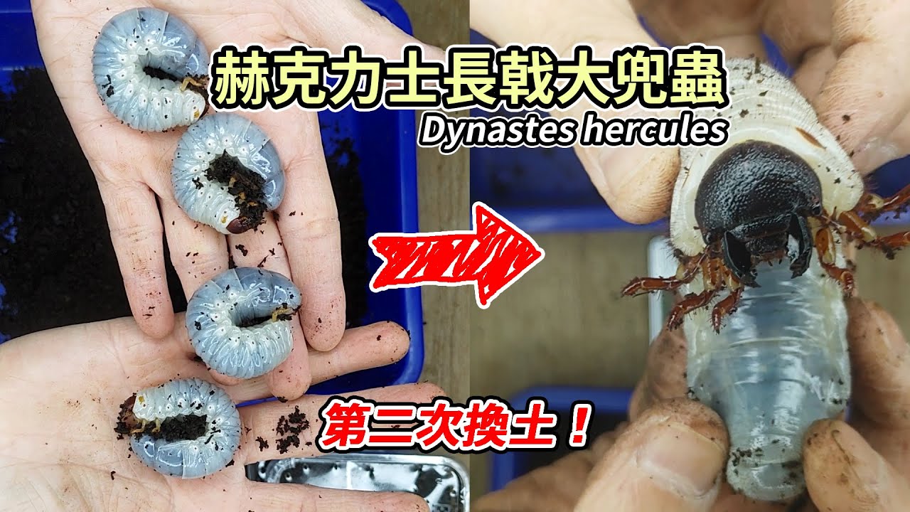 【飼育實境秀】赫克力士長戟大兜蟲 第二集 第二次換土 | Dynastes hercules  EP2 Second Time Changing Flake Soil