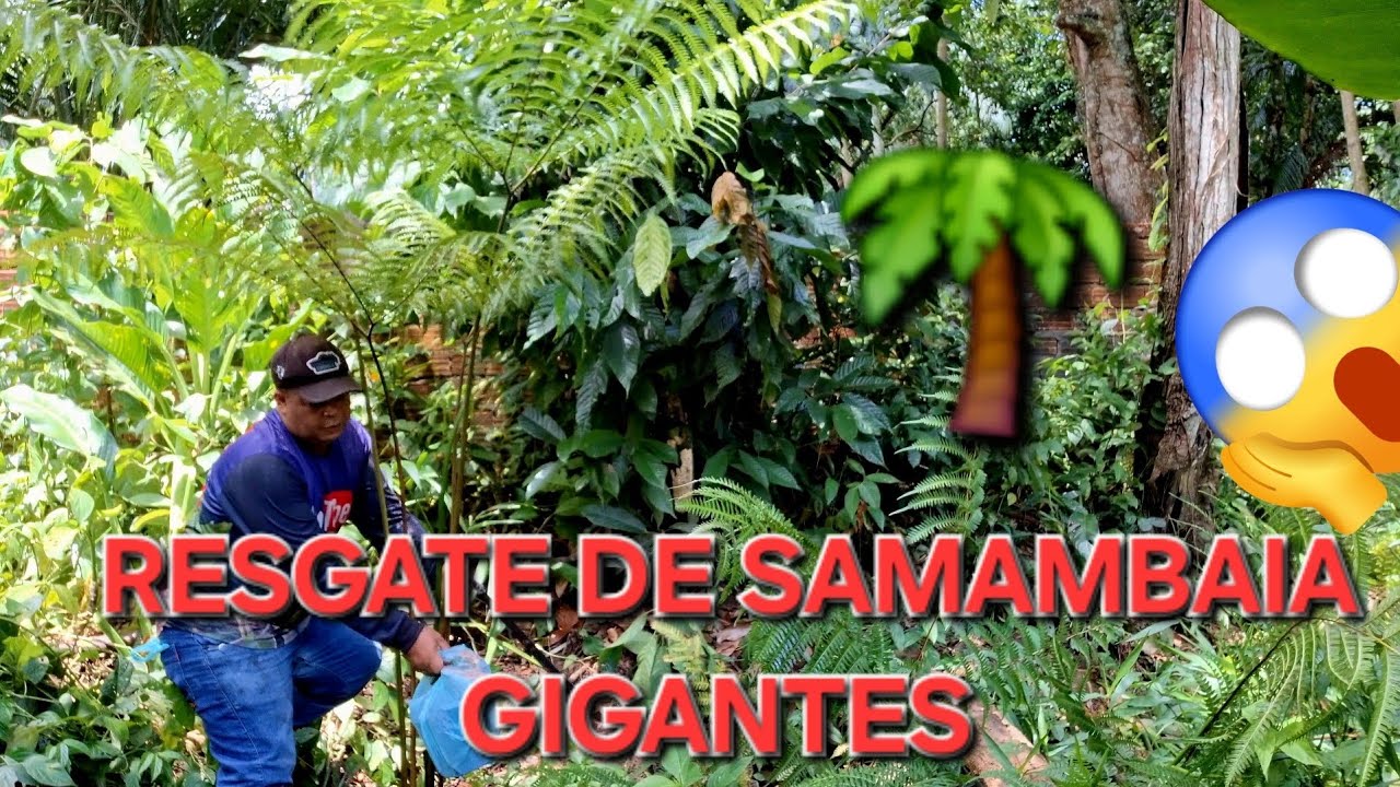 Resgate de samambaia gigante @destacar_ #plantas #garden #plants #natureza 
