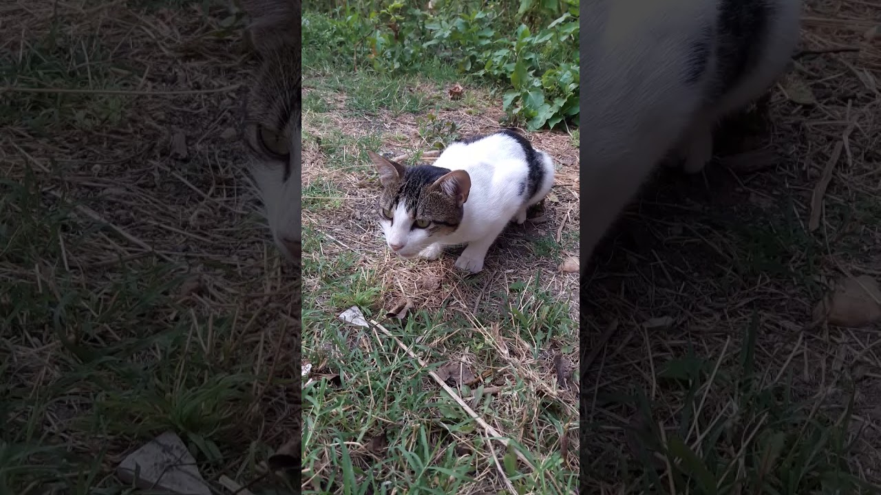 This happens when a cat eats a frog...