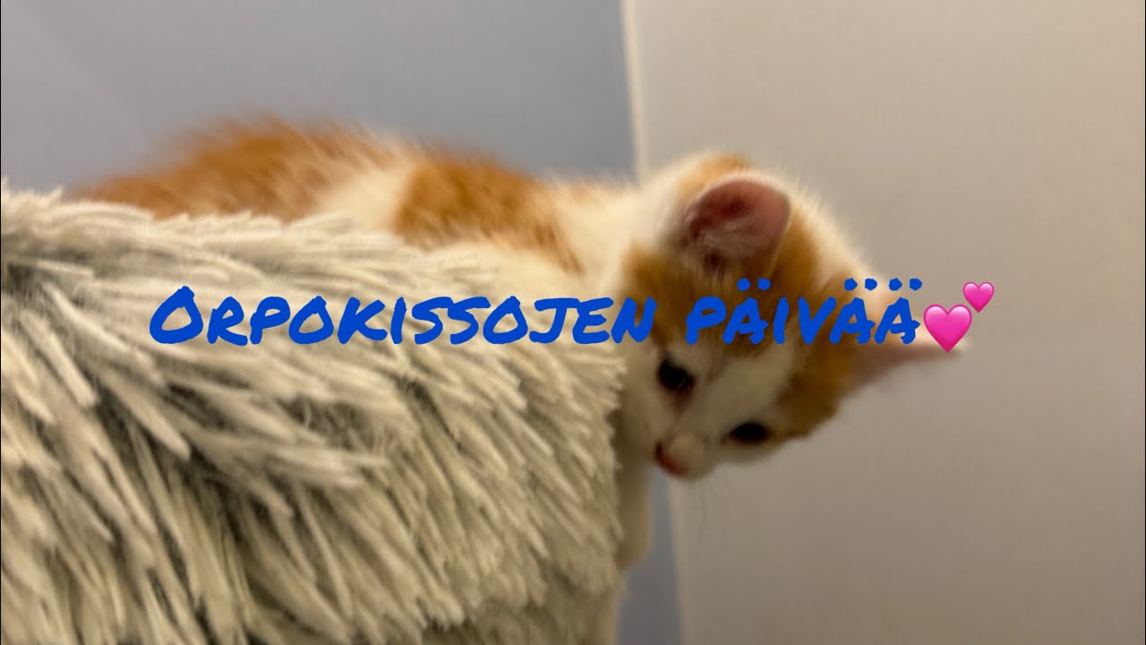 Vierashuoneen orvot kissat viettää aikaa riemuiten❤️