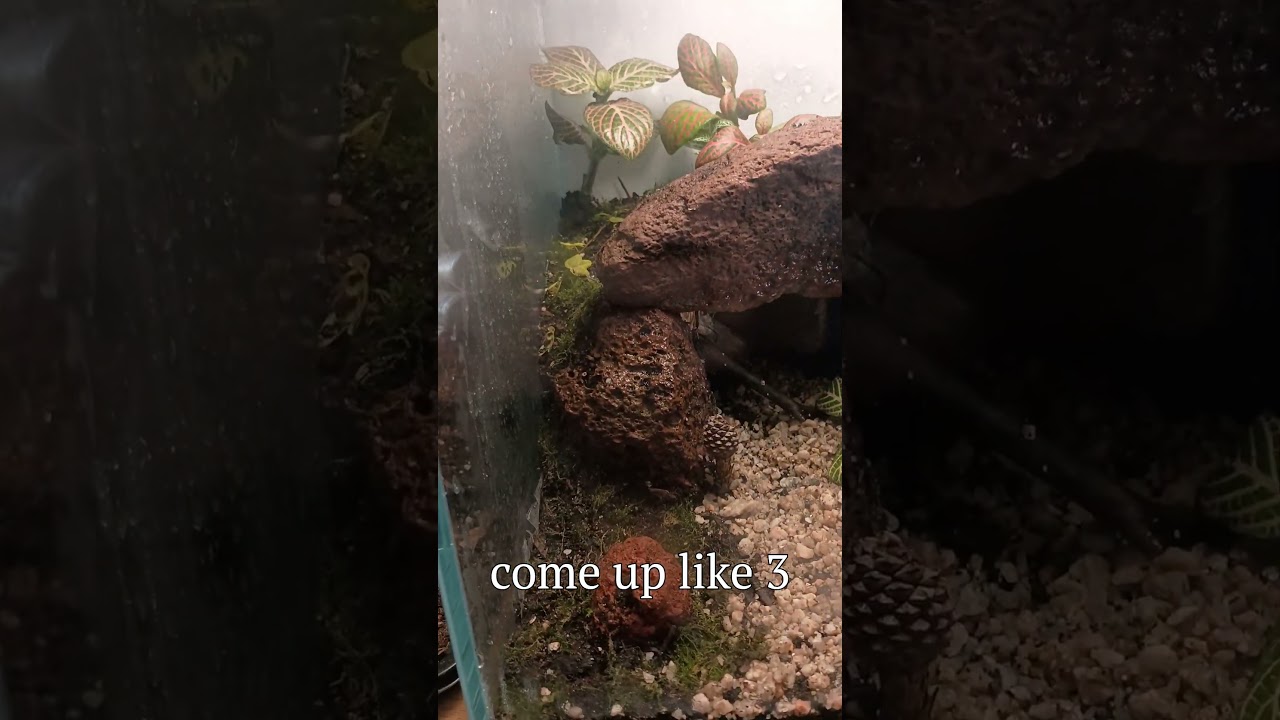 Rebuilding My 3-Gallon Cave Terrarium After the Cracked Tank Disaster!