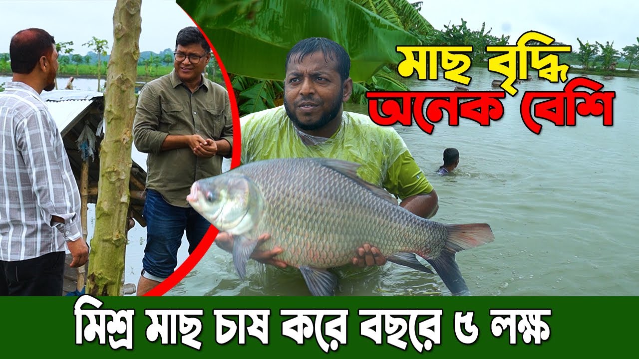 মিশ্র মাছ চাষ করে। মাছ চাষে অবশ্যই লাভ তবে টেকনিক জেনে নিন