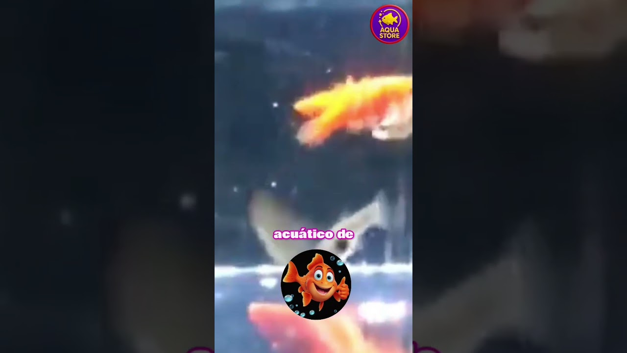 👉 TOP 5 Peces Viv&iacute;paros que DEBES conocer | Acuariofilia Ex&oacute;tica #short #viralshort #shorts #peces