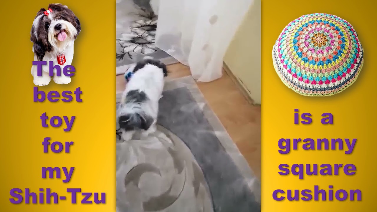 The best toy for my Shih-Tzu
