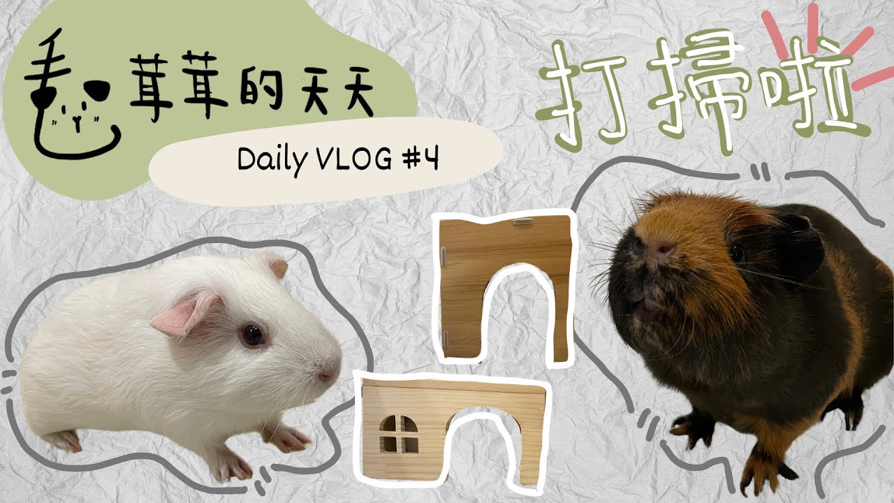 ☁️毛茸茸的天天Daily VLOG #4☁️｜ENG｜打掃天竺鼠的家Cleaning the guinea pig’s home｜Guinea pigs Daily VLOG #4