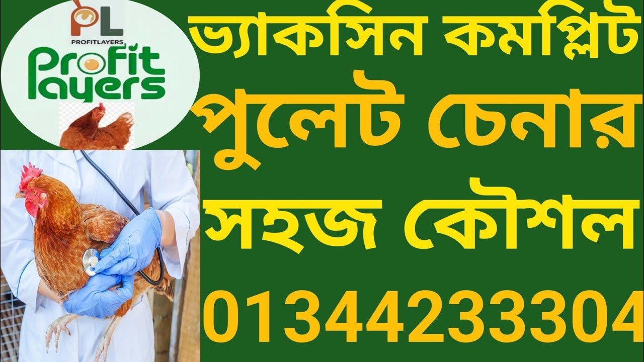 এই ভিডিও না দেখলে পুলেট কিনবেন না | Poultry Farming Bangla