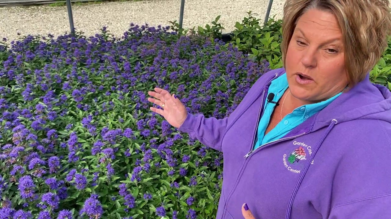 Caryopteris Beyond Midnight | Garden Crossings