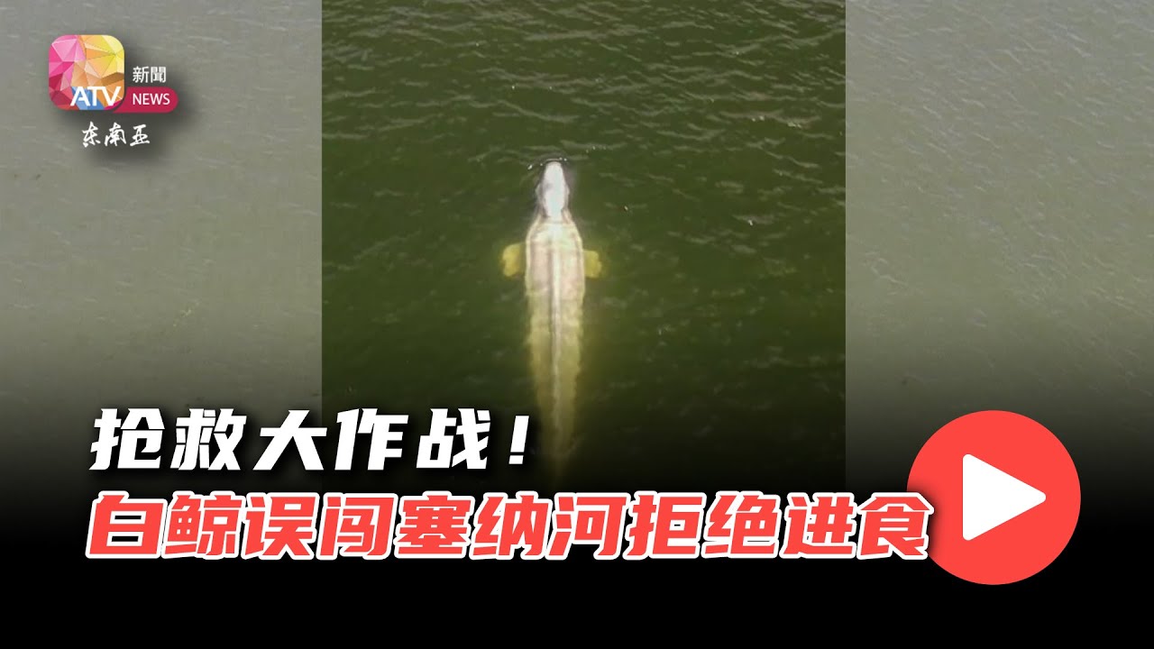 抢救大作战！ 白鲸误闯塞纳河拒绝进食