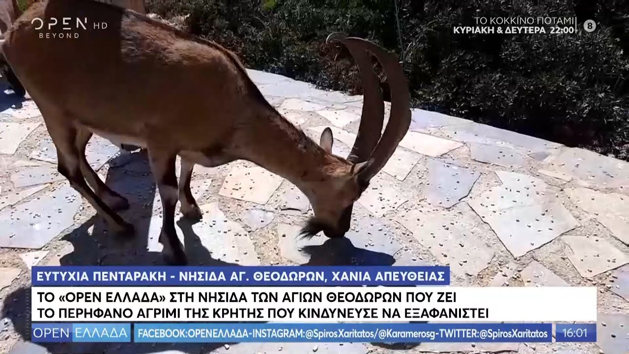 Το αγρίμι της Κρήτης που κινδύνευσε να εξαφανιστεί - OPEN Ελλάδα 30/06/2020 | OPEN TV