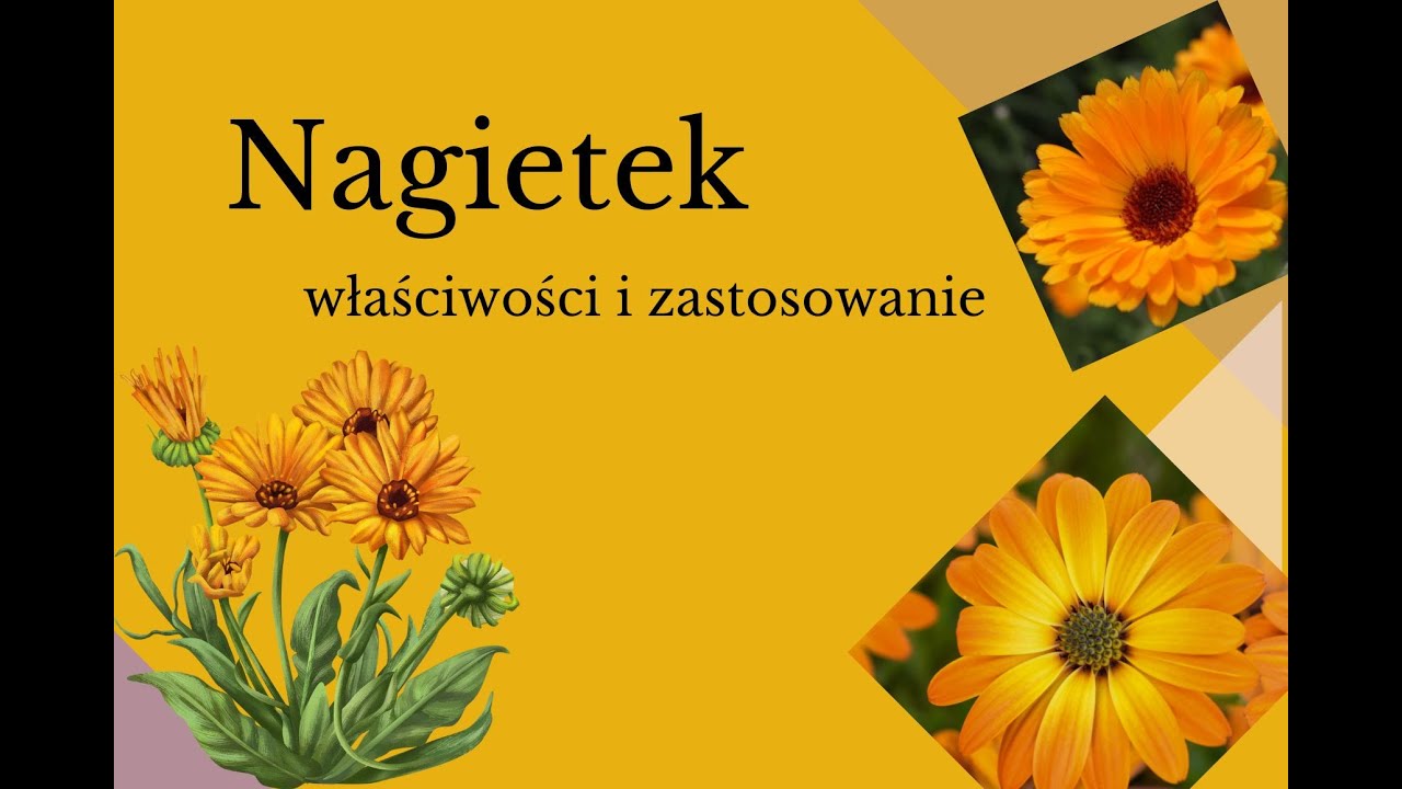 Nagietek - właściwości lecznicze