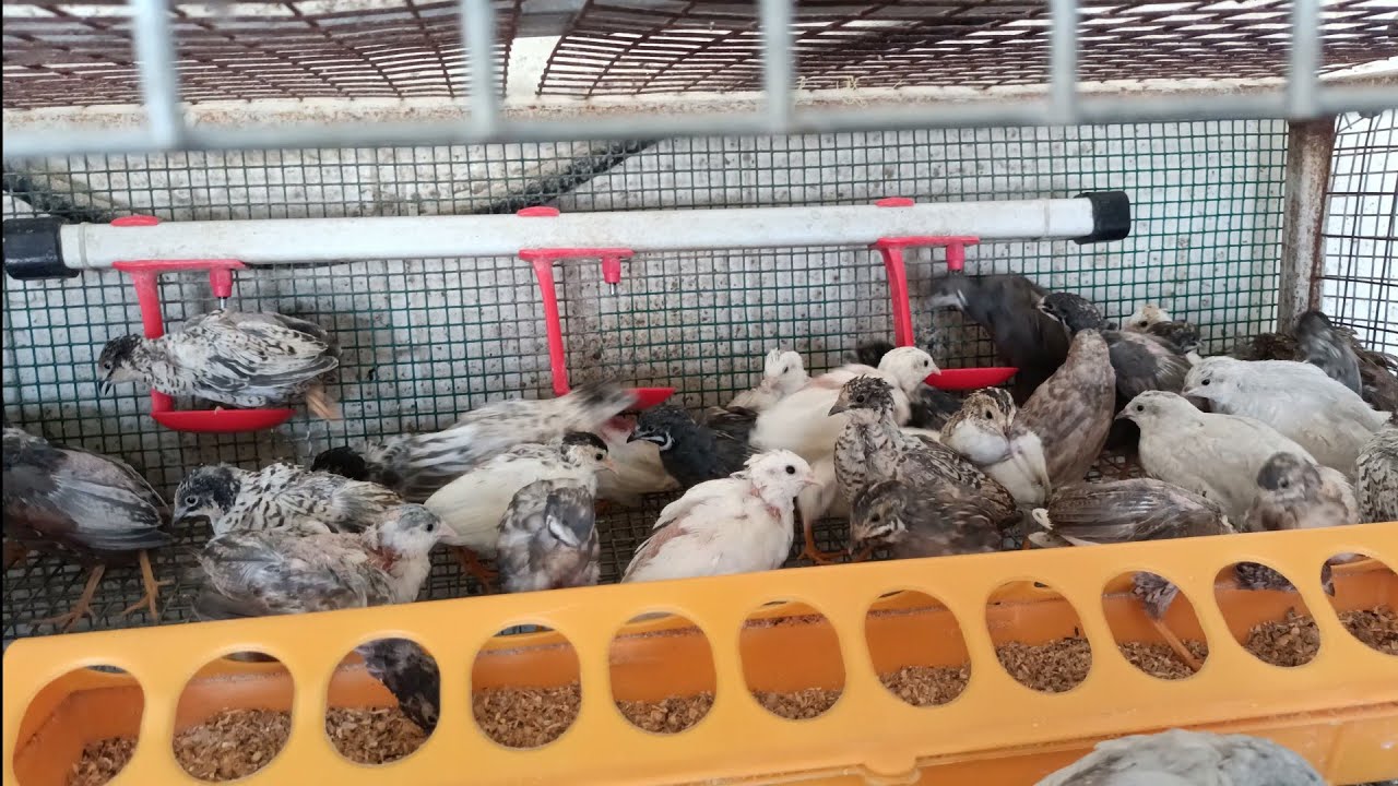 Çin Bıldırcınları Damızlığa Geldiler Yavru Köpeklerin Gözleri Açıldı