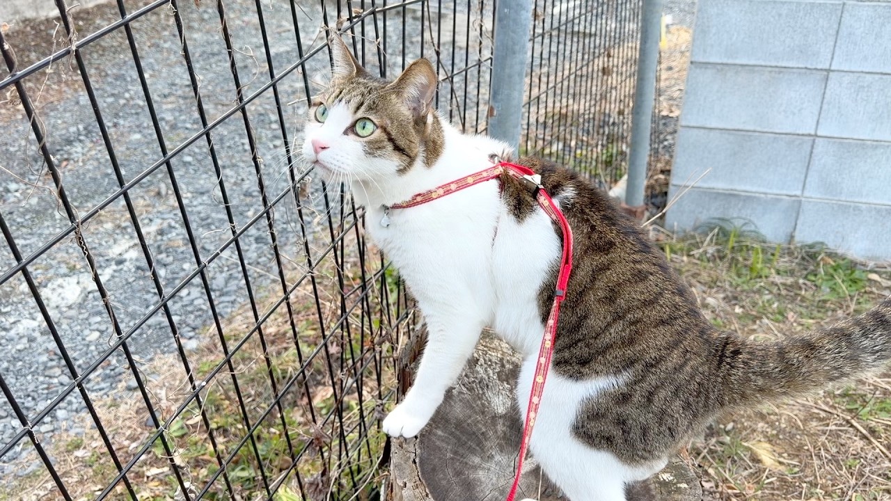 母猫と兄貴分の猫に監視されながらお庭探索する猫