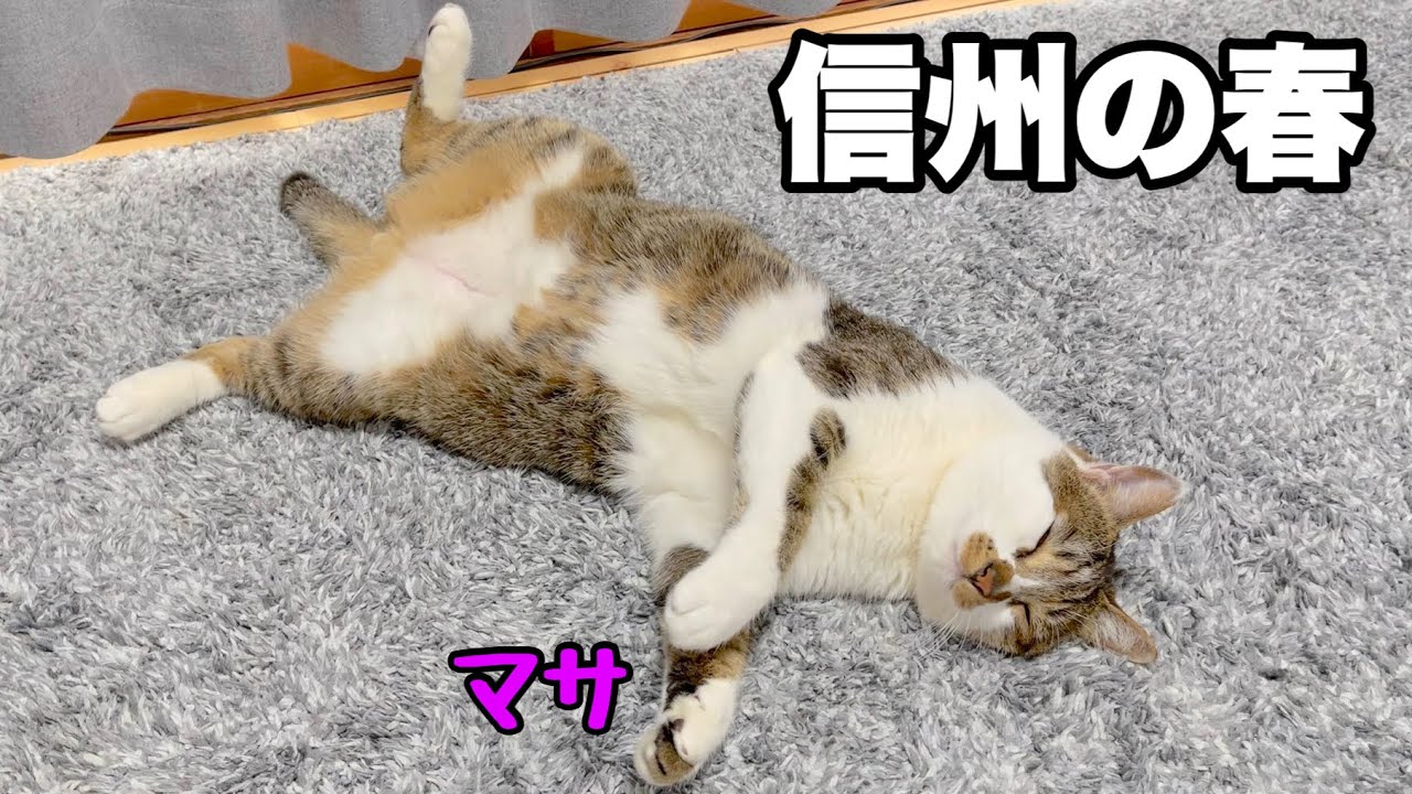 猫のマサと春の信州をドライブ。あんずの花が満開でした。