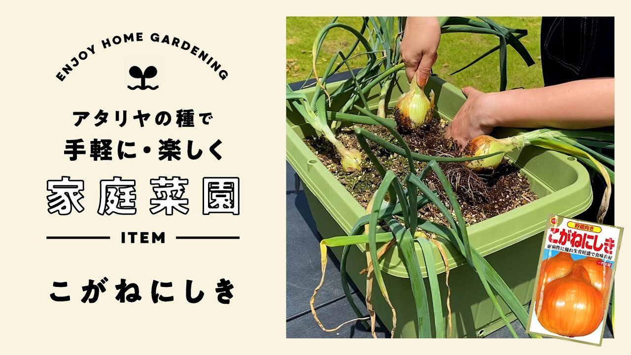 手軽に楽しく家庭菜園 こがねにしき(玉ねぎ)
