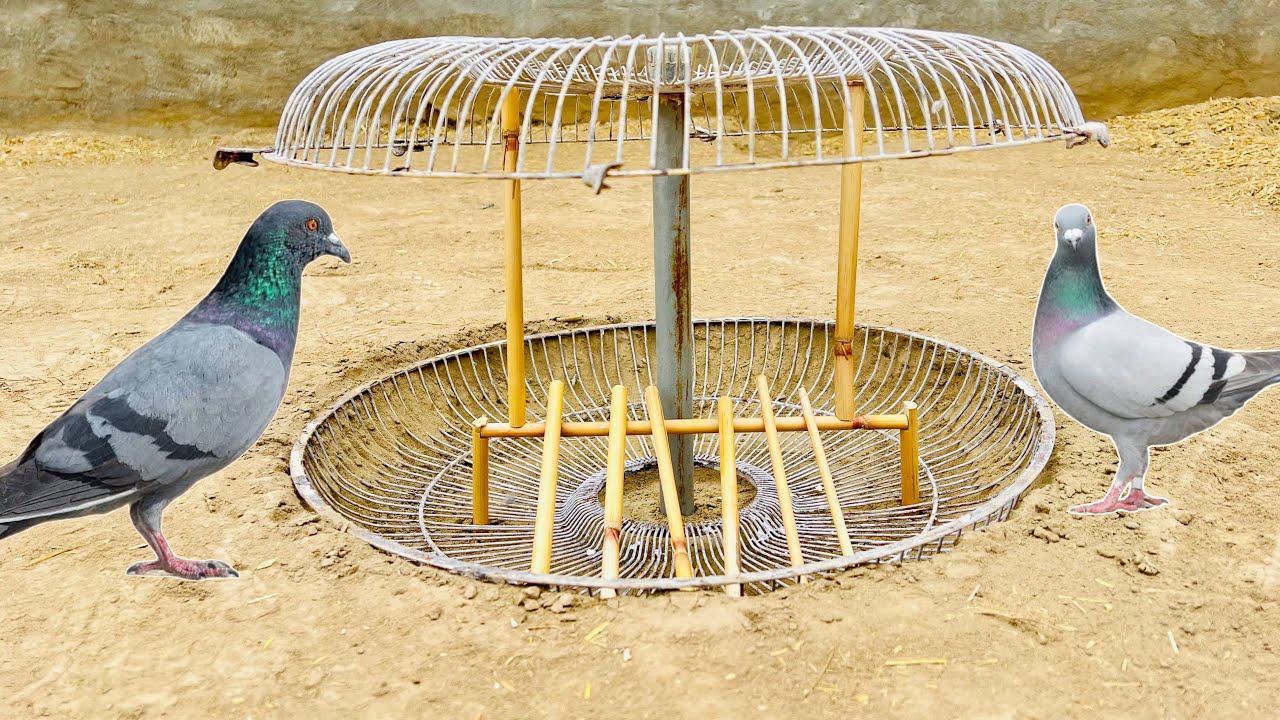 Unique Pigeon Trap Using Fan Tools | @qbtraps