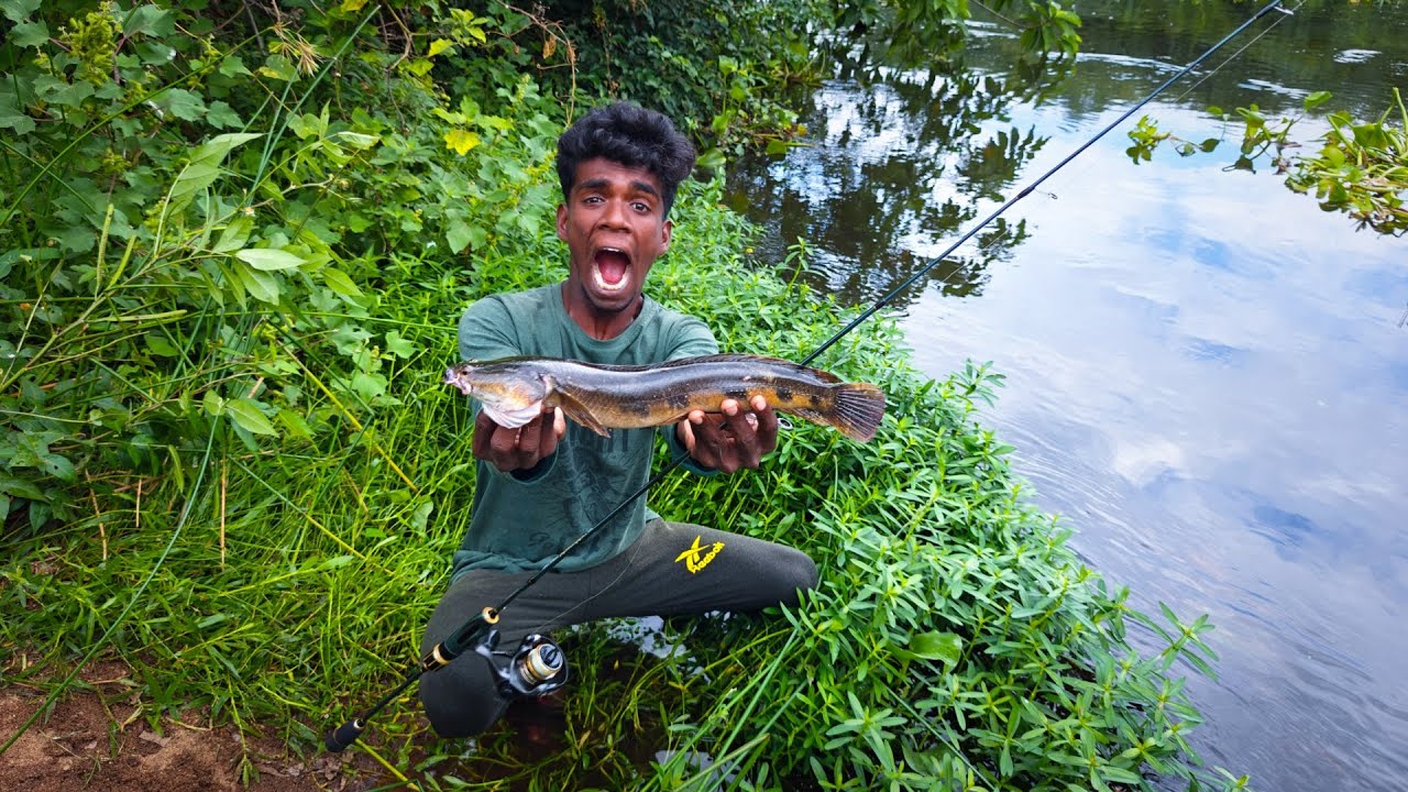 Snakehead Mural Fish Hunting 🐟 |அவுரி மீன் புடிக்க நதியில தூண்டில் போட போறோம்.
