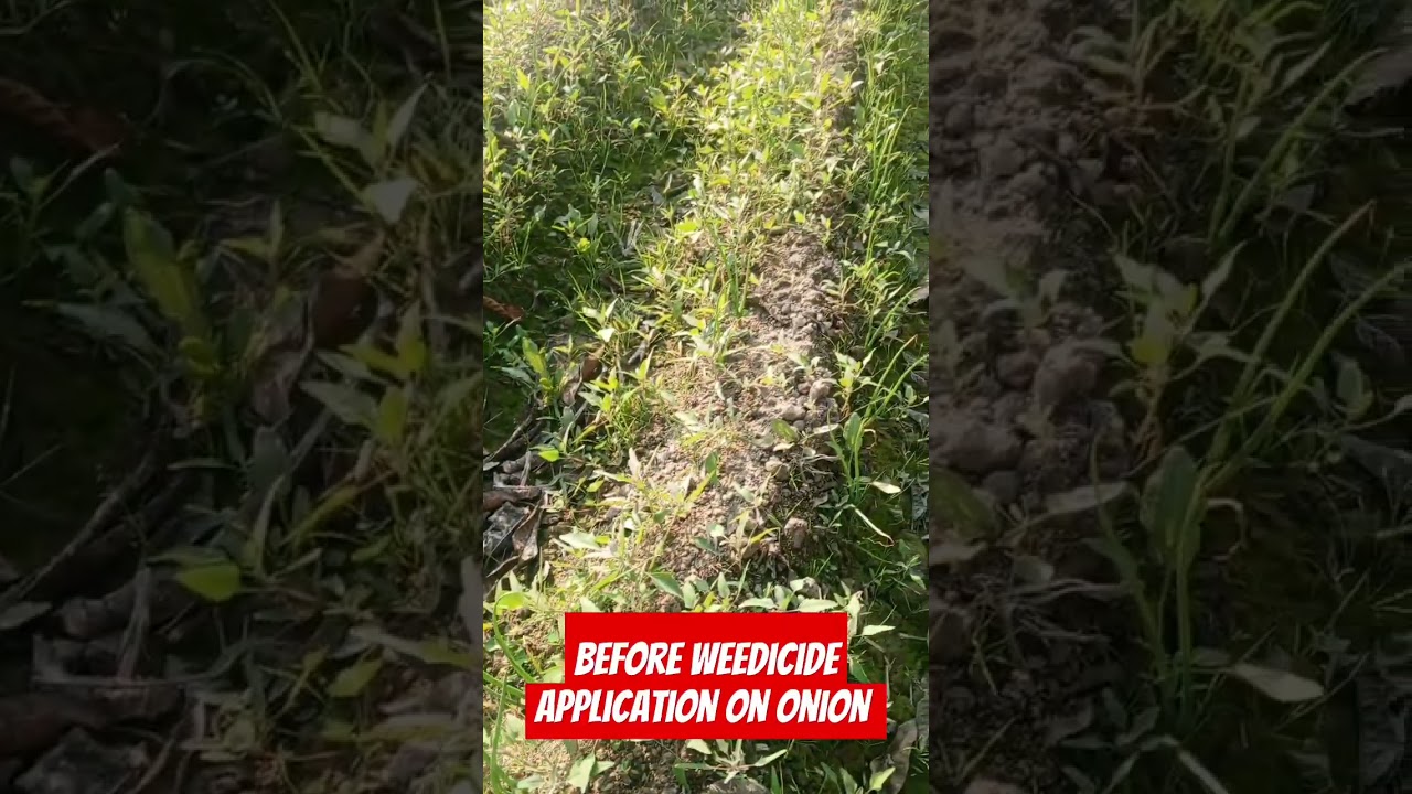 #onion