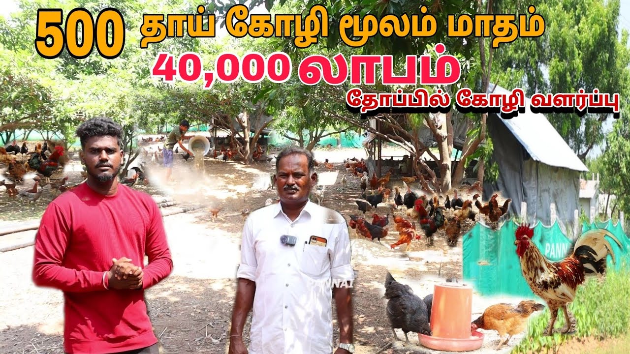 🔥தோப்பை வேட்டையாடும் நாட்டுக்கோழிகள் 😓 மூலம் மாதம் 40,000  லாபம் 💢  #pannaiveedu