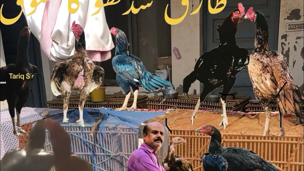 Aseel ki fitness ki goliyan 