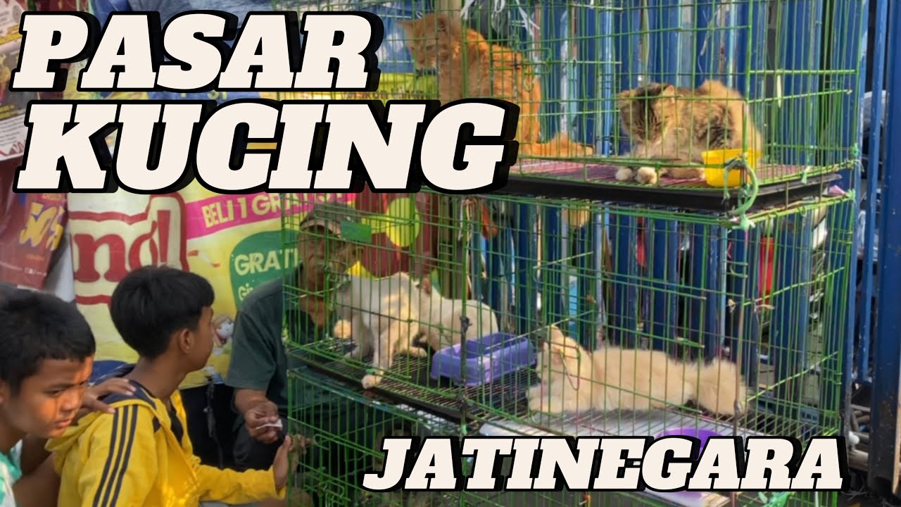 Puluhan Ekor Kucing Dijual di Pasar Satwa Jatinegara, Terbesar di Jakarta, #enjoyjakarta #catlovers