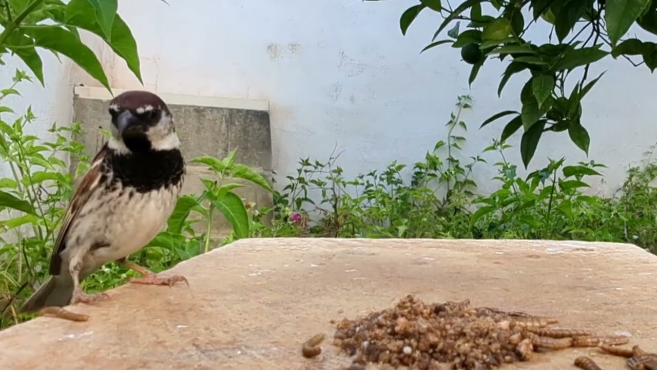 The moulting summer robin in Malta 6-11 July 2025