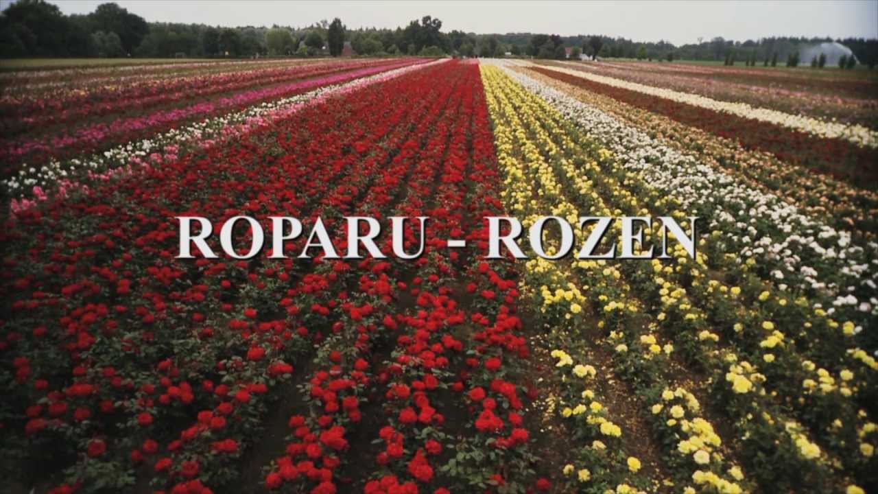 ROPARU-rozen