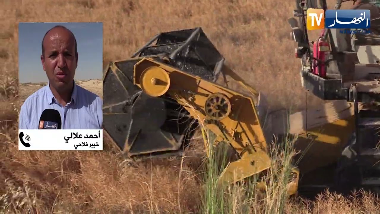 رغم حملات التشكيك..زراعة السلجم بالجزائر تحقق أعلى مردود عالميا